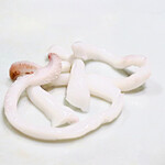 六本木よしの - げそ