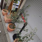 パティスリー リュニック - 店前の鉢植えたち