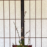 京都 吉兆 嵐山本店 - 