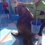 Nikendiyamochikadoyahonten - 二見の水族館前で顔見せ中(^^)