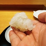 小松 弥助 - アカイカ