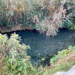 池内うどん店 - 