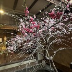 俵屋旅館 - 中庭には梅が満開です。