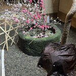 俵屋旅館 - 中庭には桜が。