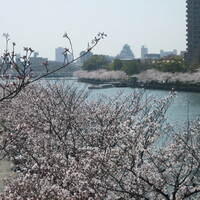 ジャスミンガーデン -  ジャスミンガーデン -