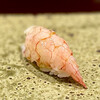 Sushisho Nomura - ❼ナミクダヒゲエビ
                〜錦江湾の深海で生息しているナミクダヒゲエビ。錦江湾でしか獲れない希少な海老ちゃん