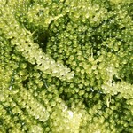 沖縄居酒屋 小岩ちゃんぷる - 