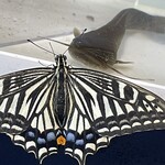 JiProign - ナマズと睨めっこする1週間前に羽化したアゲハ^_^