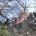 Marugame Seimen - 山桜