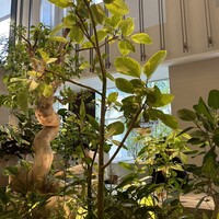 熱香森 - 