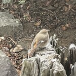 Kitchen まなや - お店の庭にジョウビタキを発見