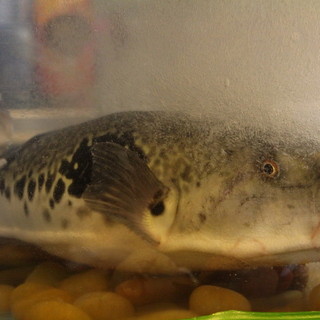 藪sou鮨・旬の魚_2