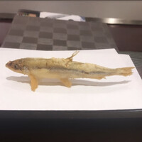 旬彩天 つちや -  旬彩天 つちや -