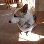 ドッグ&ベジレストラン トゥルシー - 床は清潔なテラコッタ