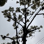 一炉庵 - ツツジはまだですが、モクレンは街頭に咲いてます。