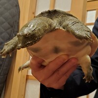 すっぽん ふぐ 日本料理 新宿あぐら屋 - 