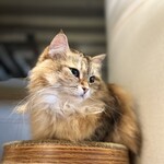 CAT CAFE MOCHA - 