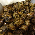 ちゃきちゃき - バイ貝