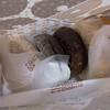 Mister Donut - 