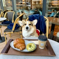 New American Dining GOTTA - 