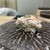 立ち食い寿司 極 - 料理写真:松葉蟹