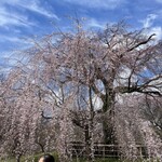 味 ふくしま - 円山公園の枝垂れ桜