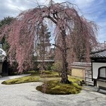 味 ふくしま - 高台寺の枝垂れ桜