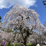 茶房いせはん - 京都御苑の枝垂れ桜