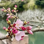 静岡おでん おがわ - お堀端の桜が既に咲き始めていました！勝手に開花宣言して春です！ｗ