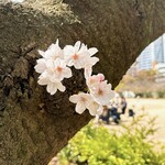 McDonald's - 靱公園の桜