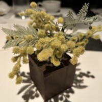 Wattle Tokyo -  Wattle Tokyo -