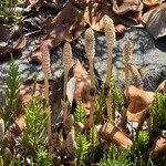 吉川ホルモン - 