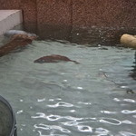 Hananoren - 鯛が泳いでいました