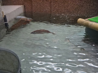 Hananoren - 鯛が泳いでいました