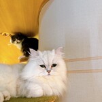 CAT CAFE MOCHA - 