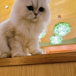 CAT CAFE MOCHA - 