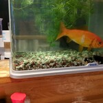 参九郎 - カウンターの目の前の水槽にいた金魚。めちゃめちゃデカい！