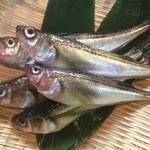 ＳＨＩＮ - 鳥取県を代表とする『トロハタ』です!!刺身、焼物、煮物、揚げ物とろけるような食感が楽しめます。