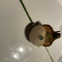 レフェルヴェソンス - 