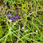 旅するクーネル - 