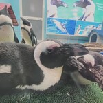 ペンギンのいるダイニング - 