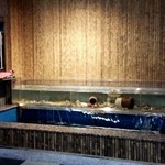 割烹 井口 - 生簀