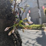 昼サバド - 並木橋の桜