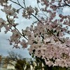 たこ焼きとおでん たこひろ - 土佐公園の桜