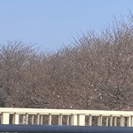 うまいラーメンショップ - 帰りの車窓から近くの国道1号の桜並木