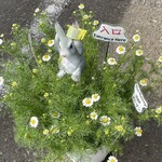 JiProign - 満開のカモミールに埋もれて駐車場の歩行者スペースに睨みを効かせるうさぎ^_^