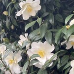 JiProign - 彼岸を過ぎた途端にこれでもかと咲き乱れるそば屋さんの白いツバキ^_^