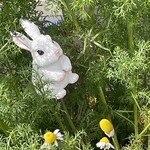 JiProign - 3番目のカワイイうさぎ登場^_^