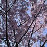 ベーカリーレストランサンマルク - 桜