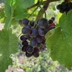 オチガビ - 【2023年09月】ワイン用の葡萄。
